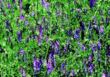 Hairy Vetch